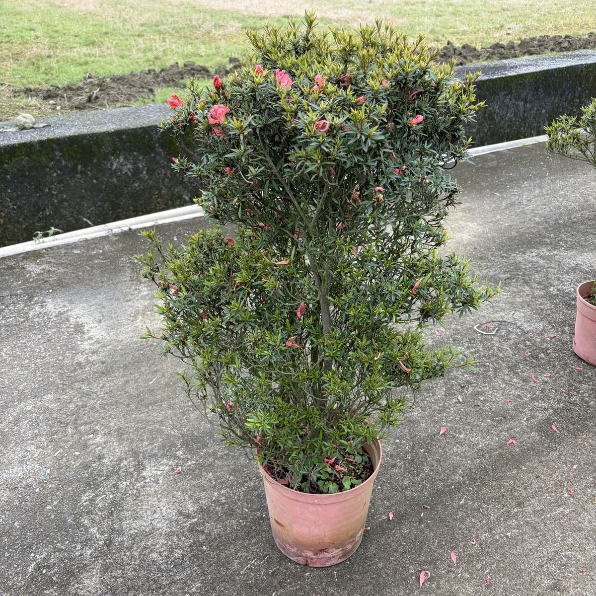 小田汲