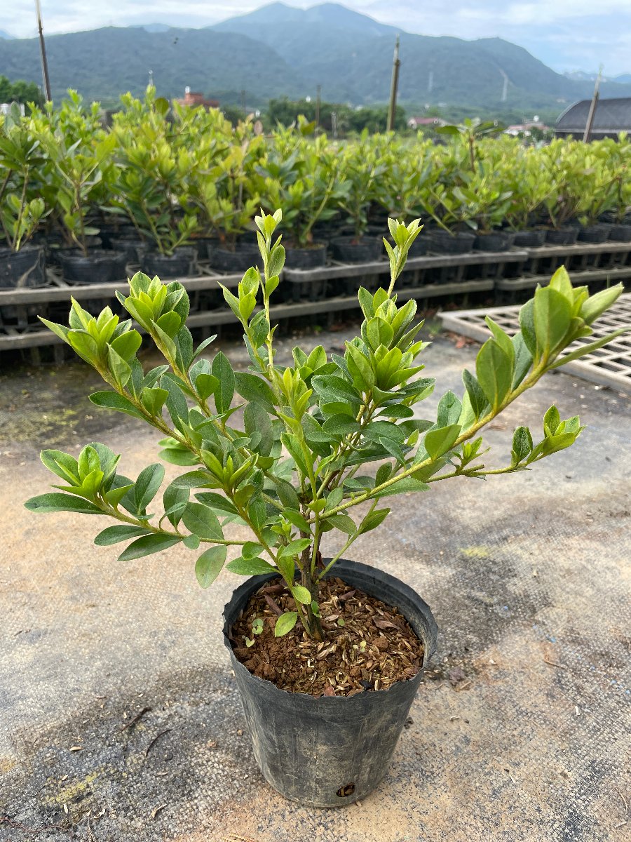 雙色瑪麗