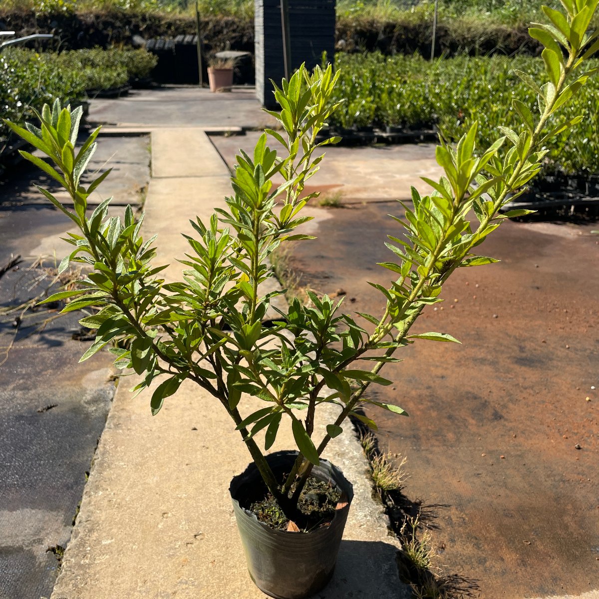 烏來杜鵑
