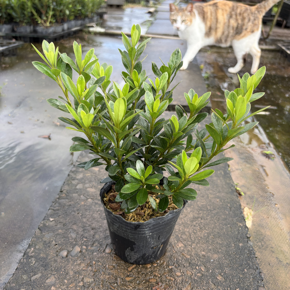 黑葉杜鵑