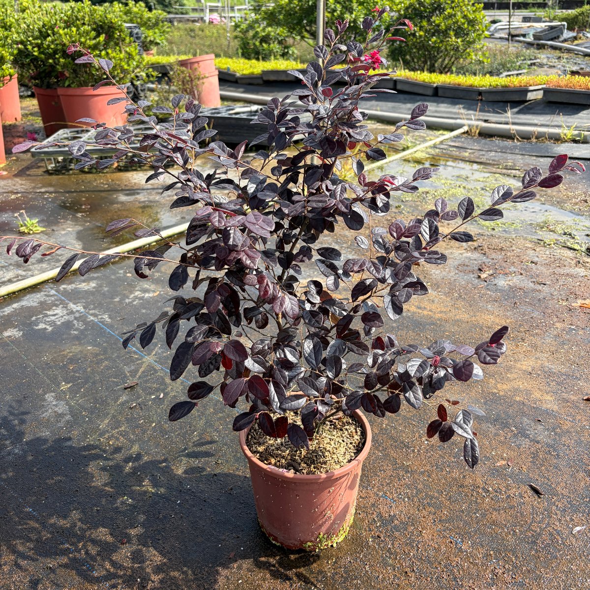紅彩木